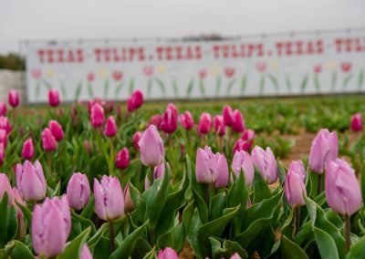 Texas Tulips Is a Family Tradition in North Texas