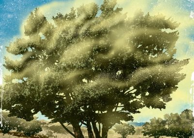 Finding a Sense of Place in the Discomfort of Cedar Fever 