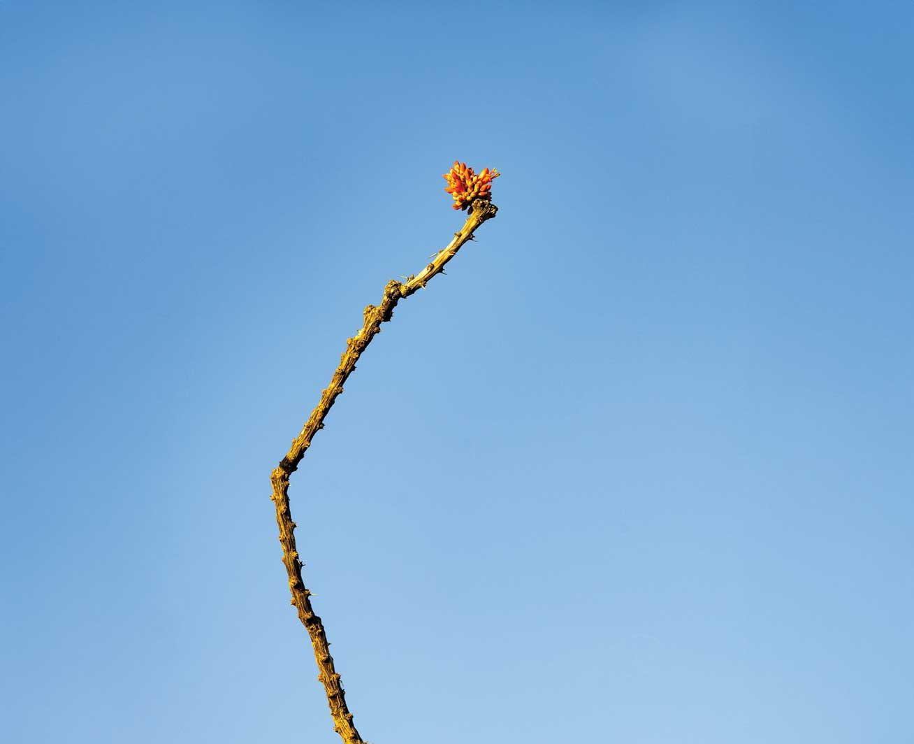 A long greenish branch juts out into the open blue sky. A small orange flower blossoms on the tip