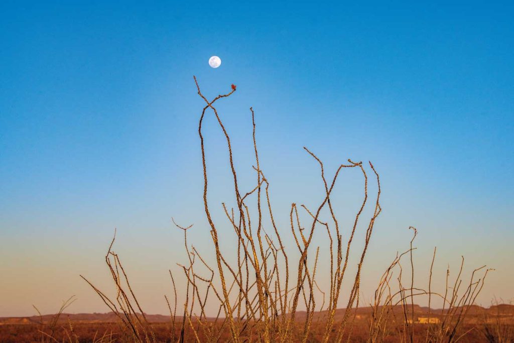 Ocotillo under the moon in Big Bend