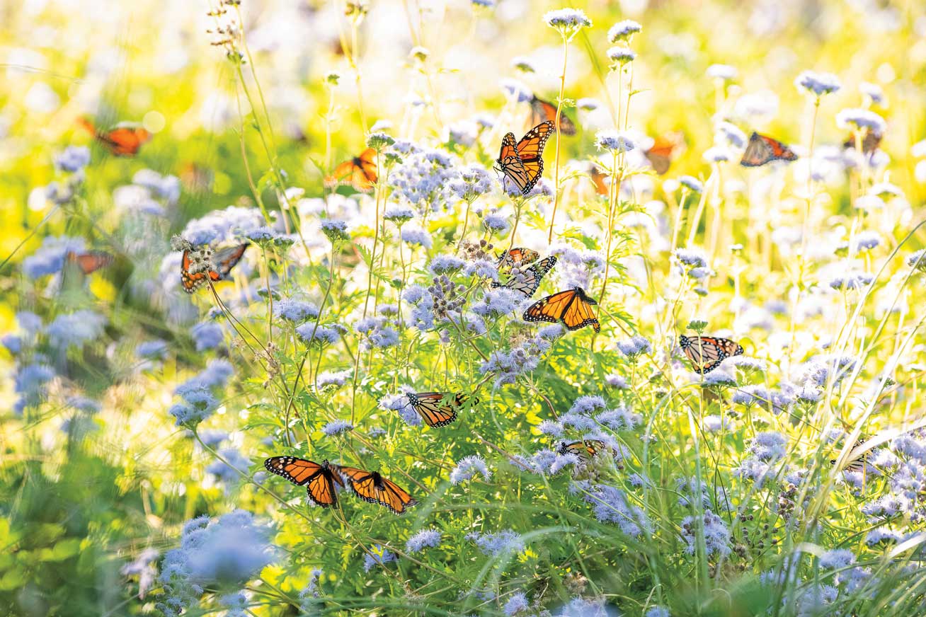 Several monarch butterflies flutter around a field of grass and light blue flowers