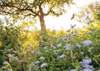 Five Overlooked Texas Wildflowers