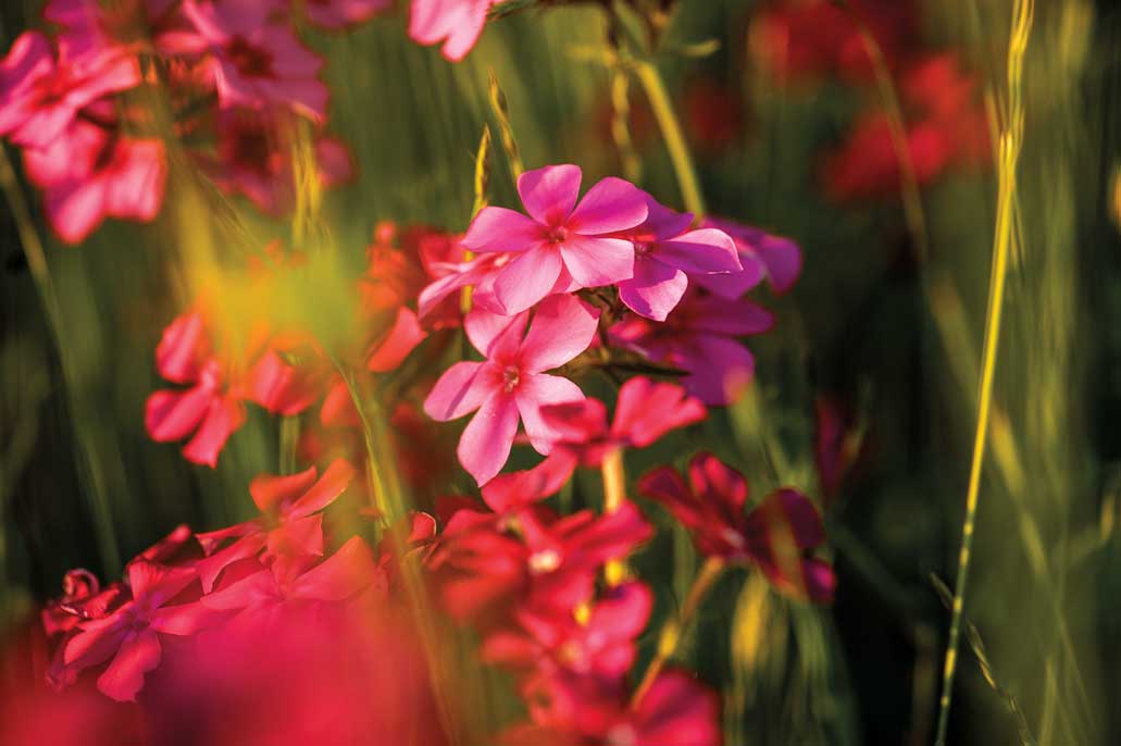 A bundle of pink flowers in a field