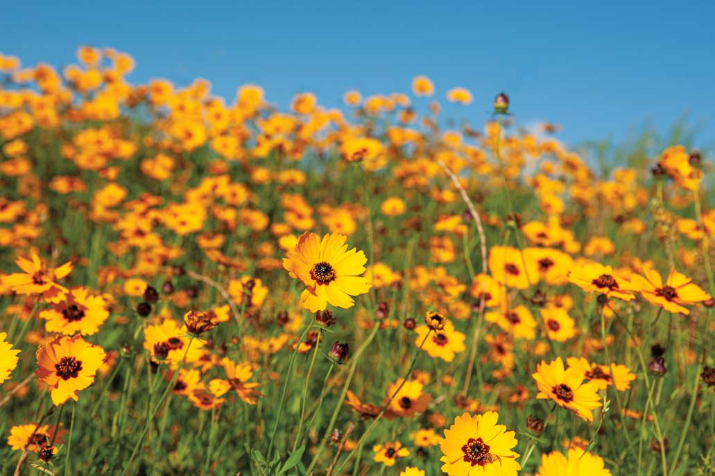 A field of yellow flowers
