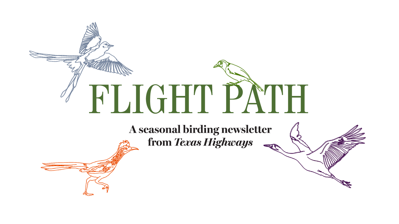 Flight Path. A seasonal birding newsletter from Texas Highways