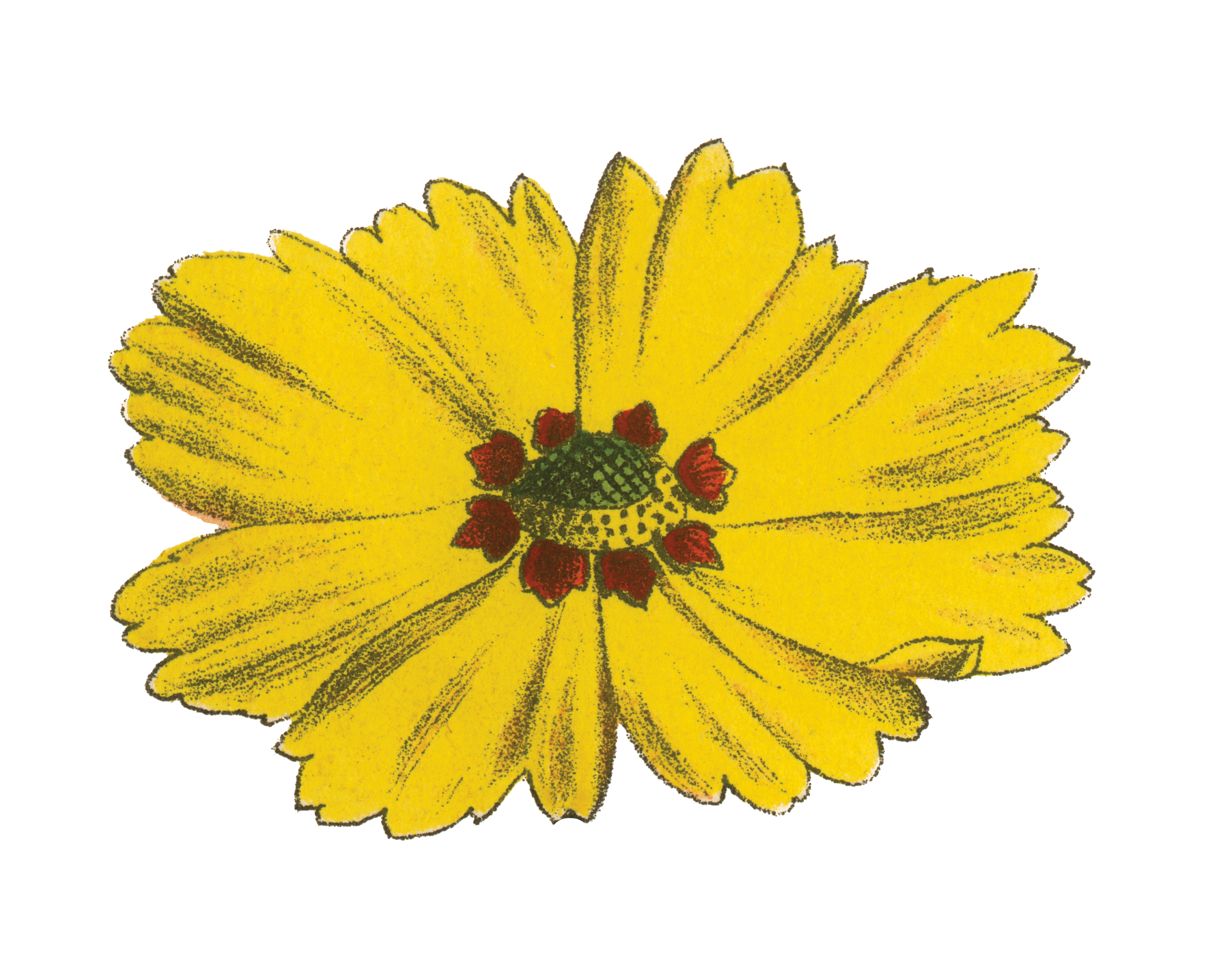 An illustration of a yellow flower