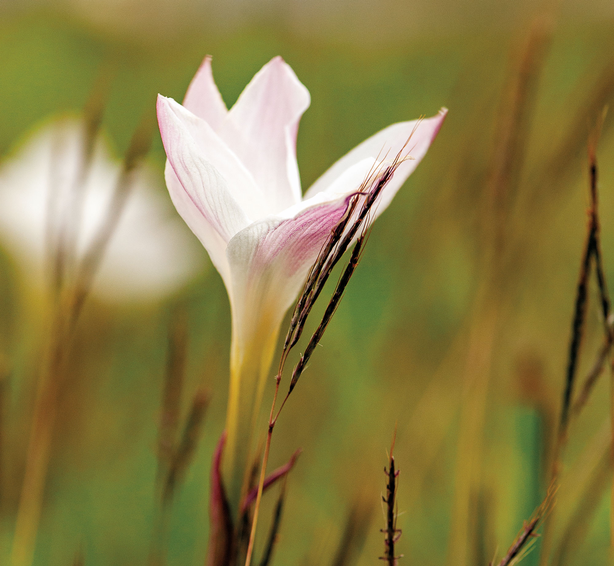 A pink and white flower in a field