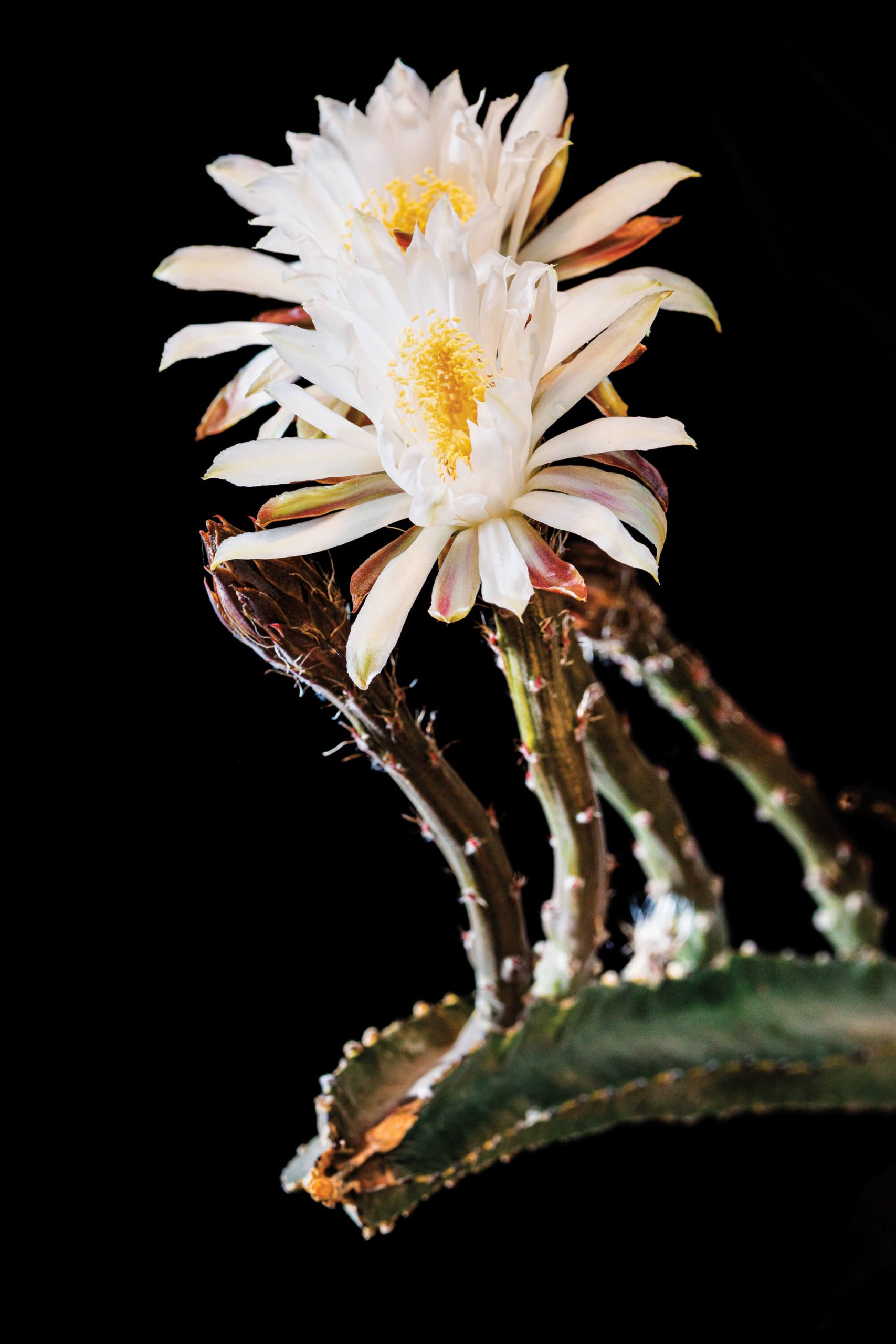 A white flower blossoms against a black background