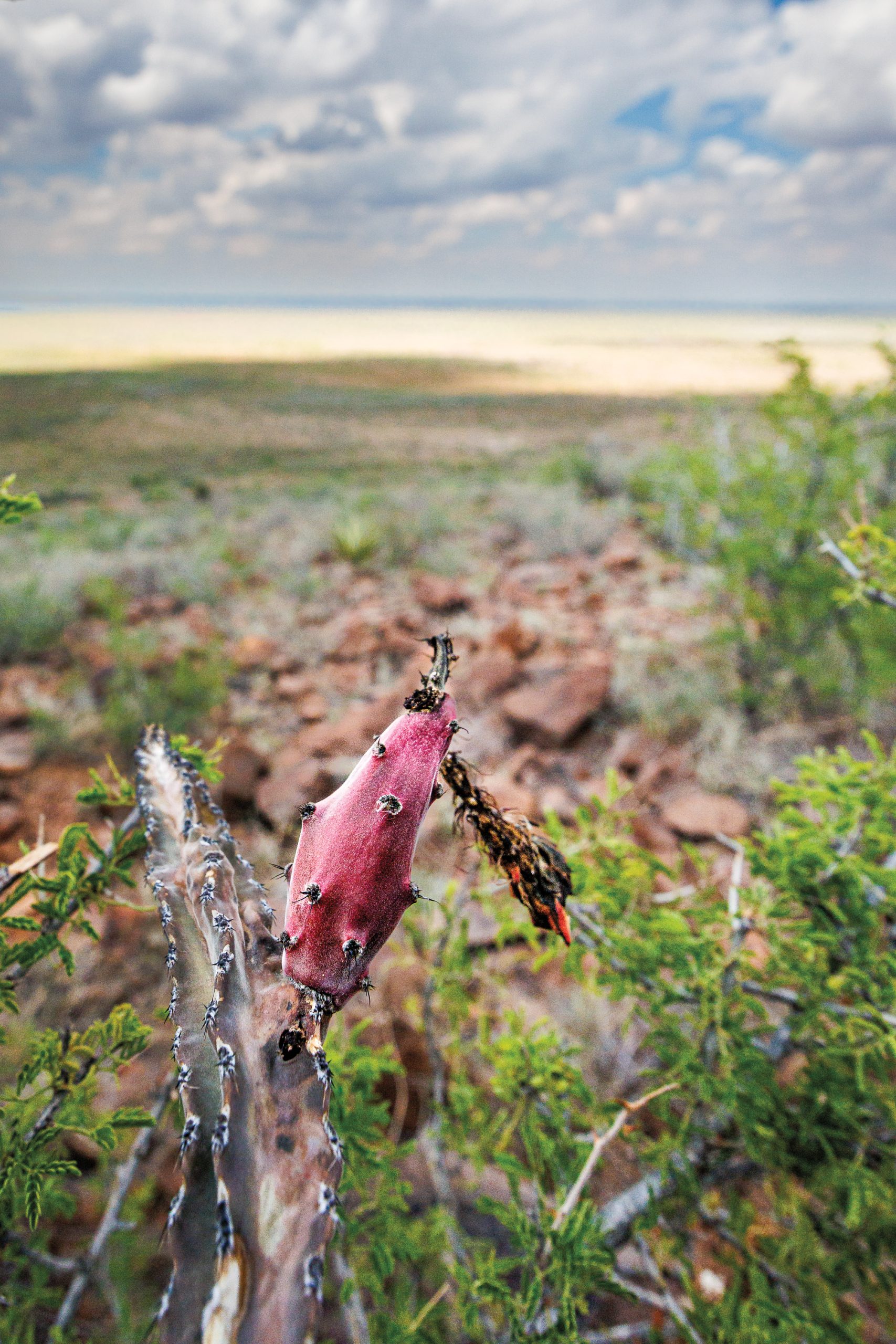 A reddish fruit sprouts from a cactus in the desert