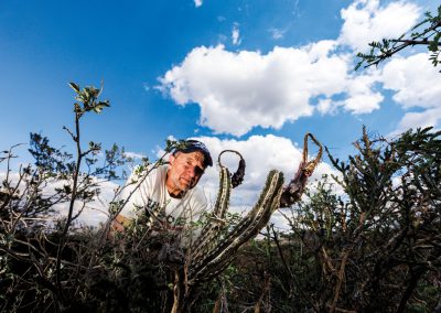 The Mysterious Cereus Blooms in West Texas