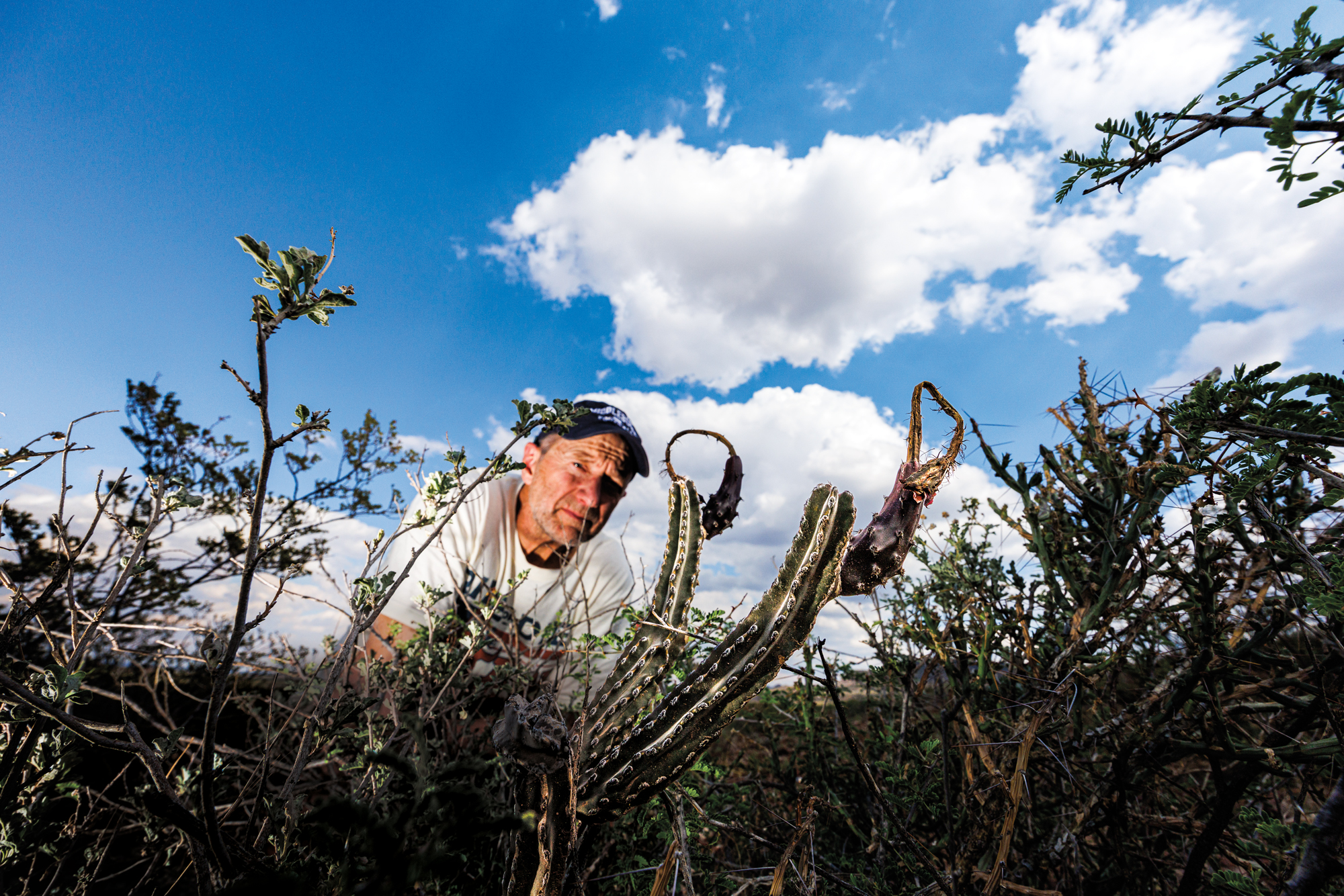 A man in a cap bends down to gaze at a cactus plant beneath a blue sky