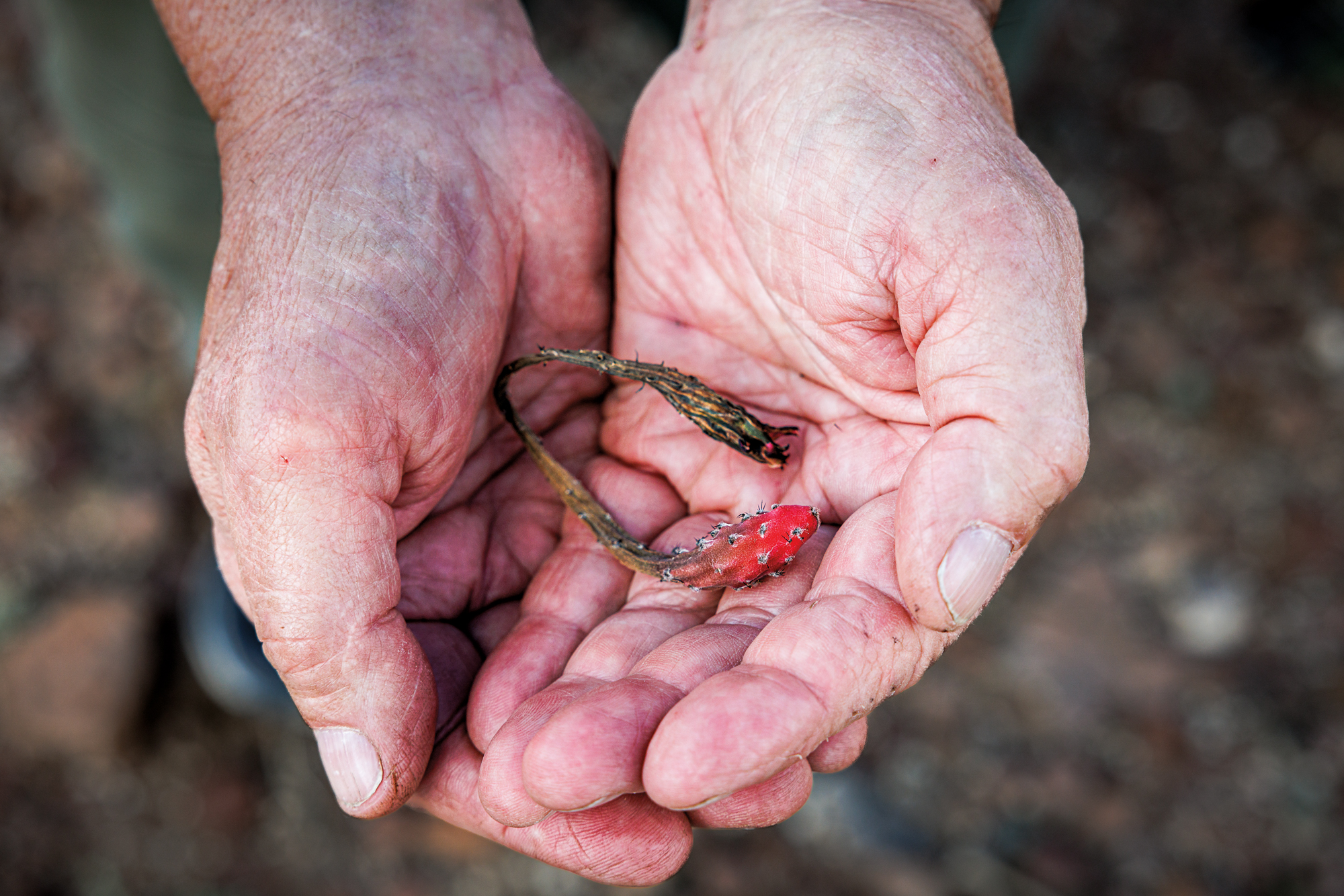 A pair of hands holds a small red fruit from a cactus plant
