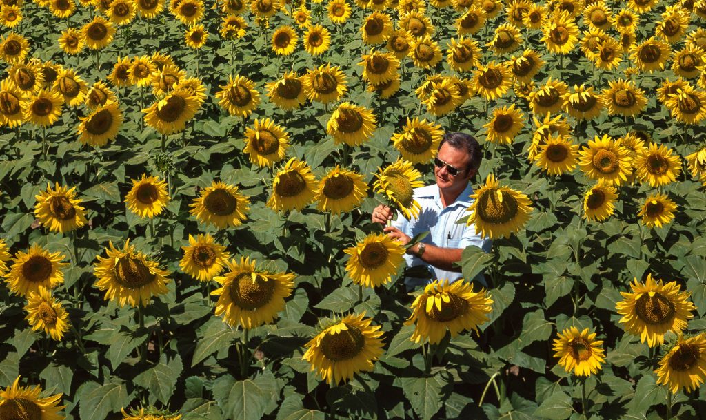 A man in sunglasses and a short-sleeved, light blue button-down shirt with a pen in the pocket stands in a field of sunflowers