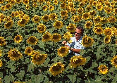 Vintage: The Sunflower Is Texas’ Golden Goose