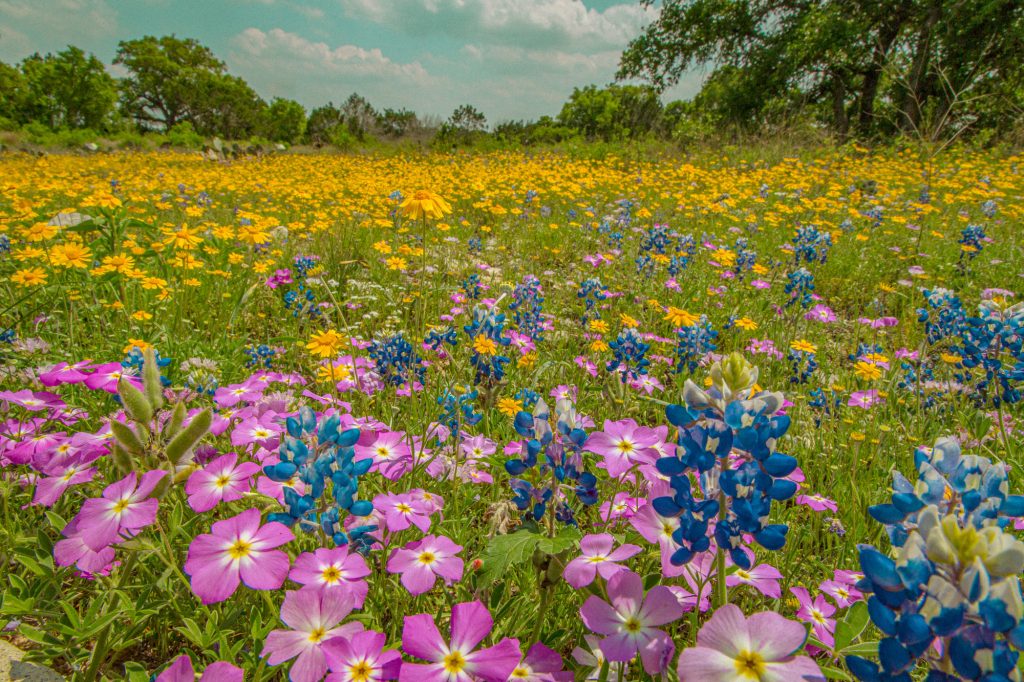 A field of pink, blue, and yellow flowers