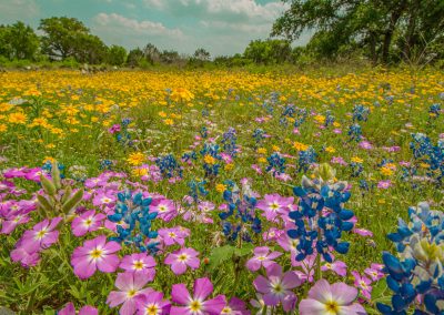 2026 Texas Wildflower Forecast: A Crop Concealed, For Now