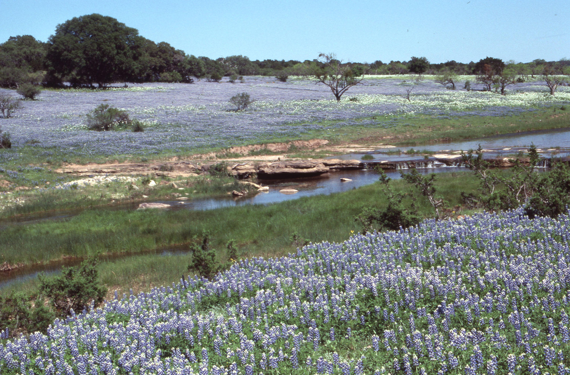 A creek runs through a large field of bluebonnets