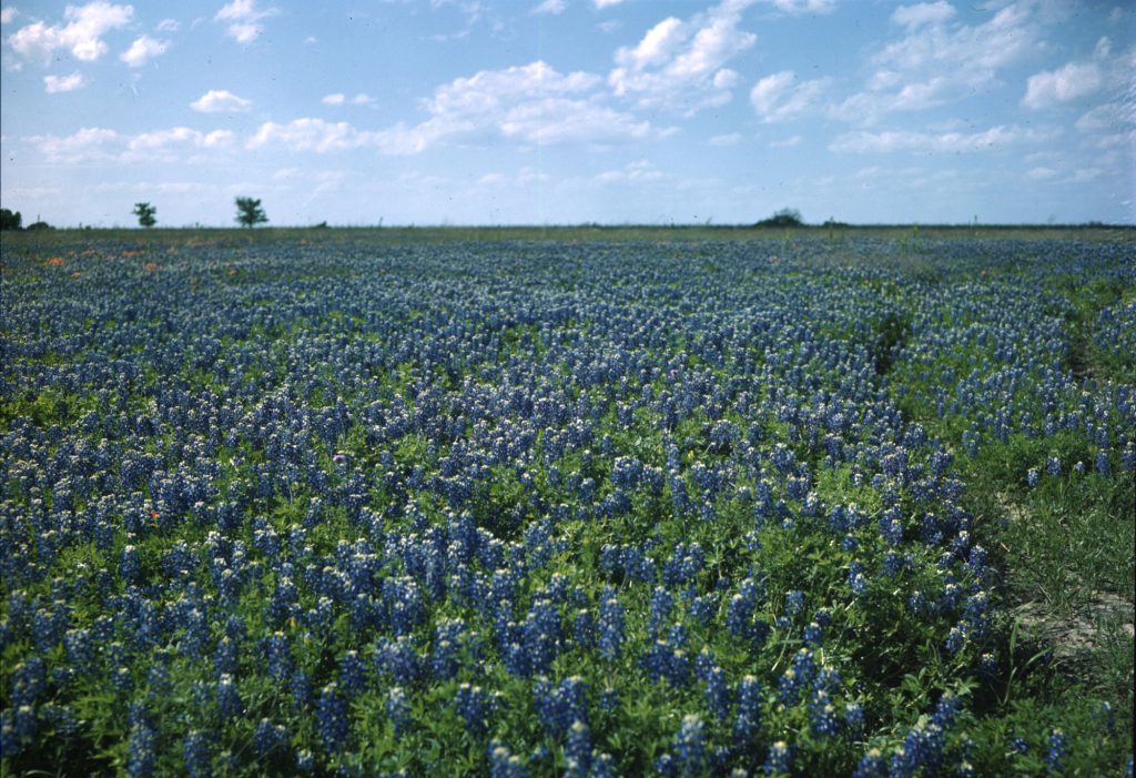 A large field of bluebonnets under a blue, cloudy sky