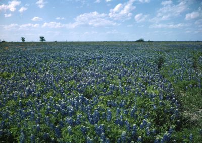 What Bluebonnets Mean to Coahuiltecan Descendants