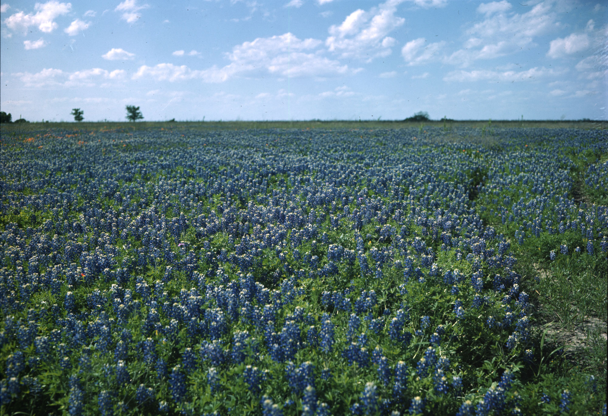 A large field of bluebonnets under a blue, cloudy sky