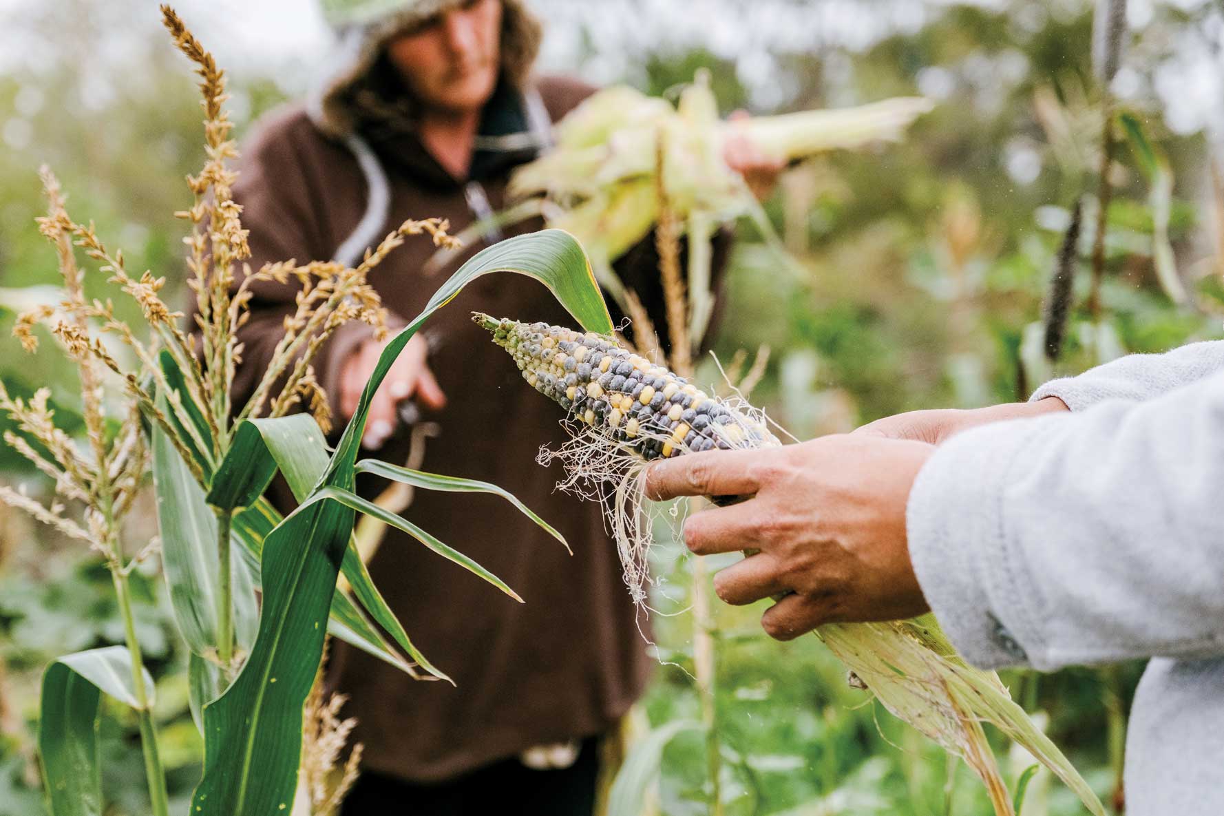 Two people in a field, one of whom is holding an ear of corn