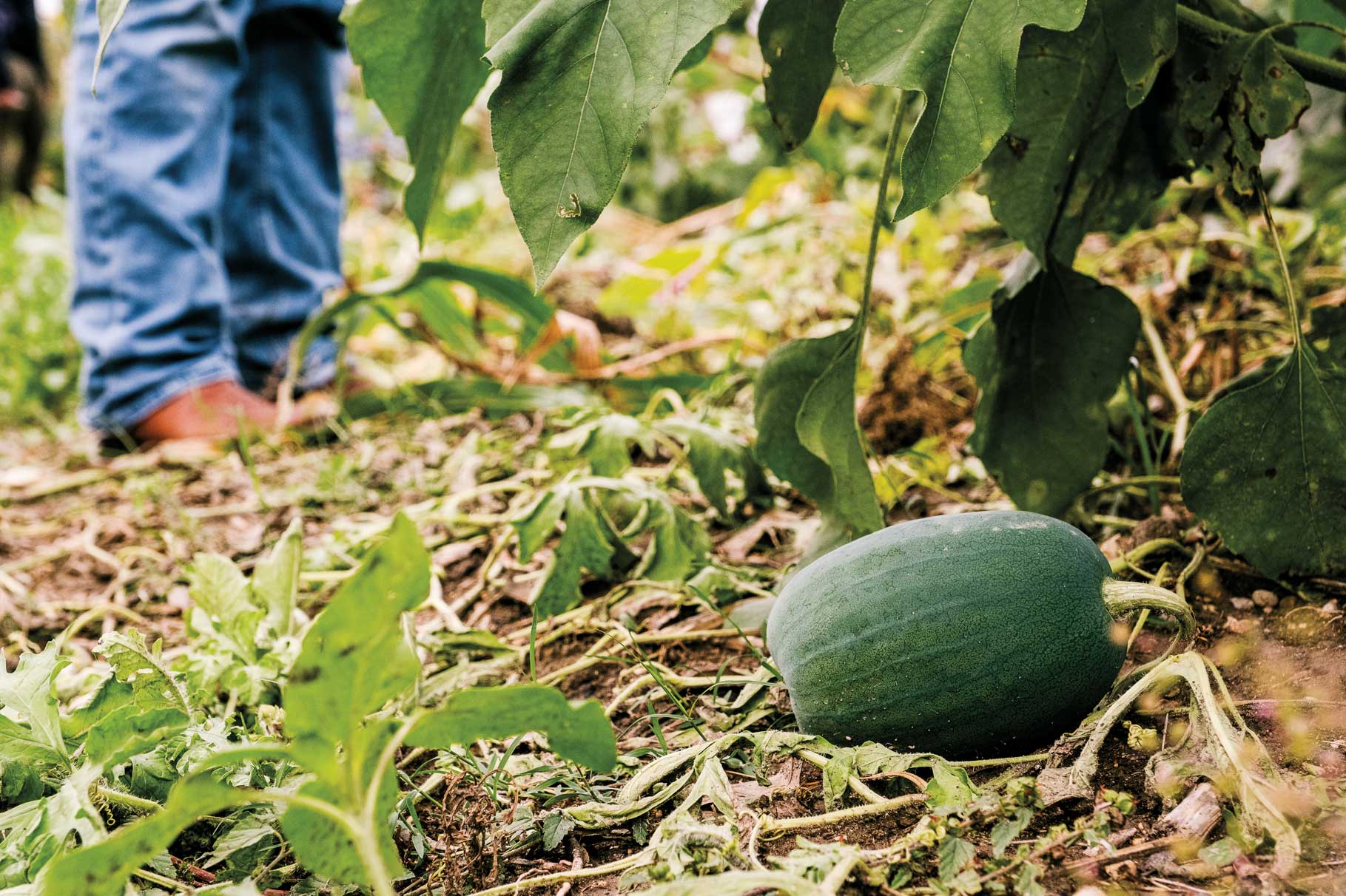 A person's leg in jeans and boots in the background of an image of green leaves and crops on the ground