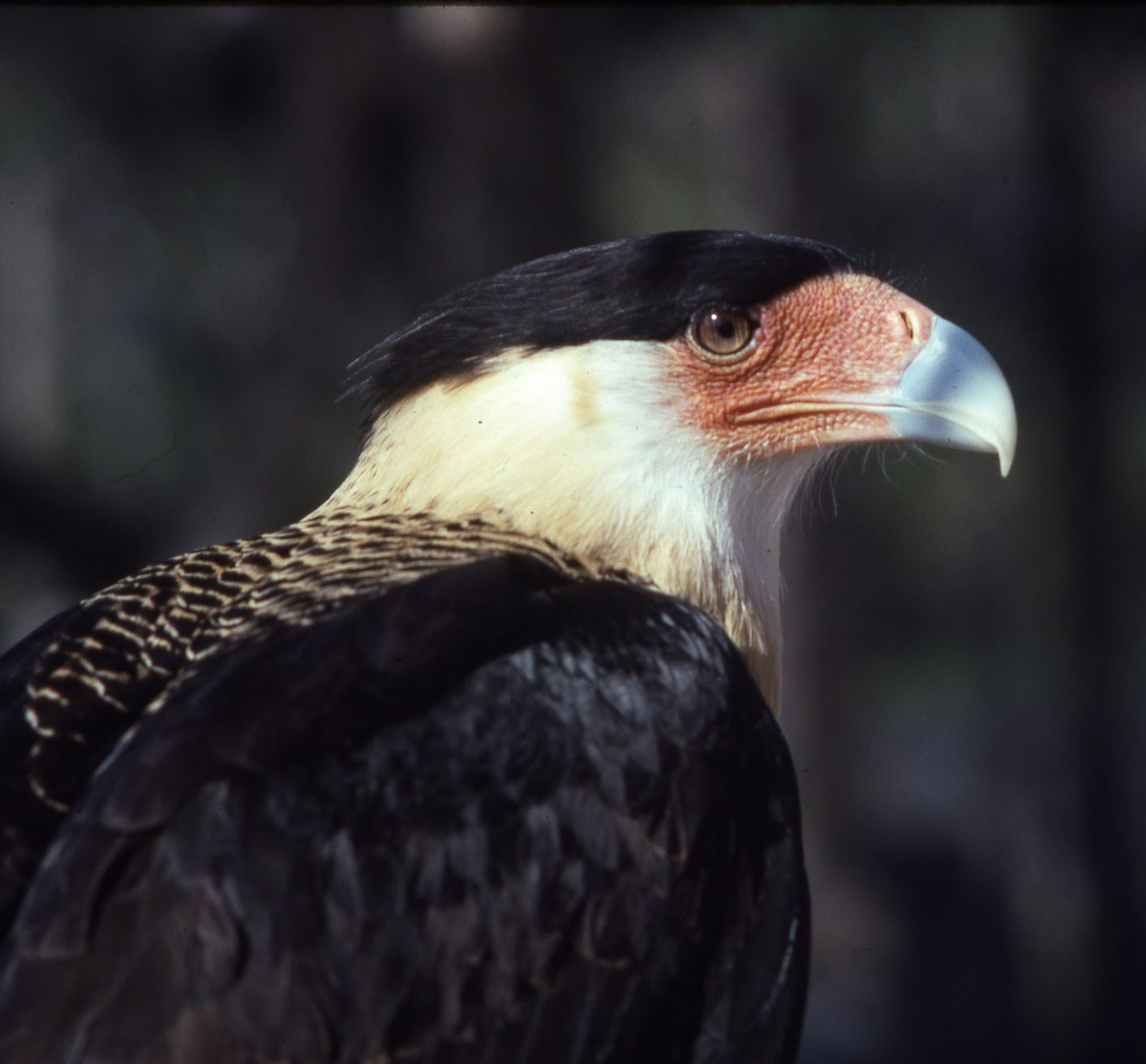 A close-up of a large raptor bird with a black top and orange, blue, and ivory beak