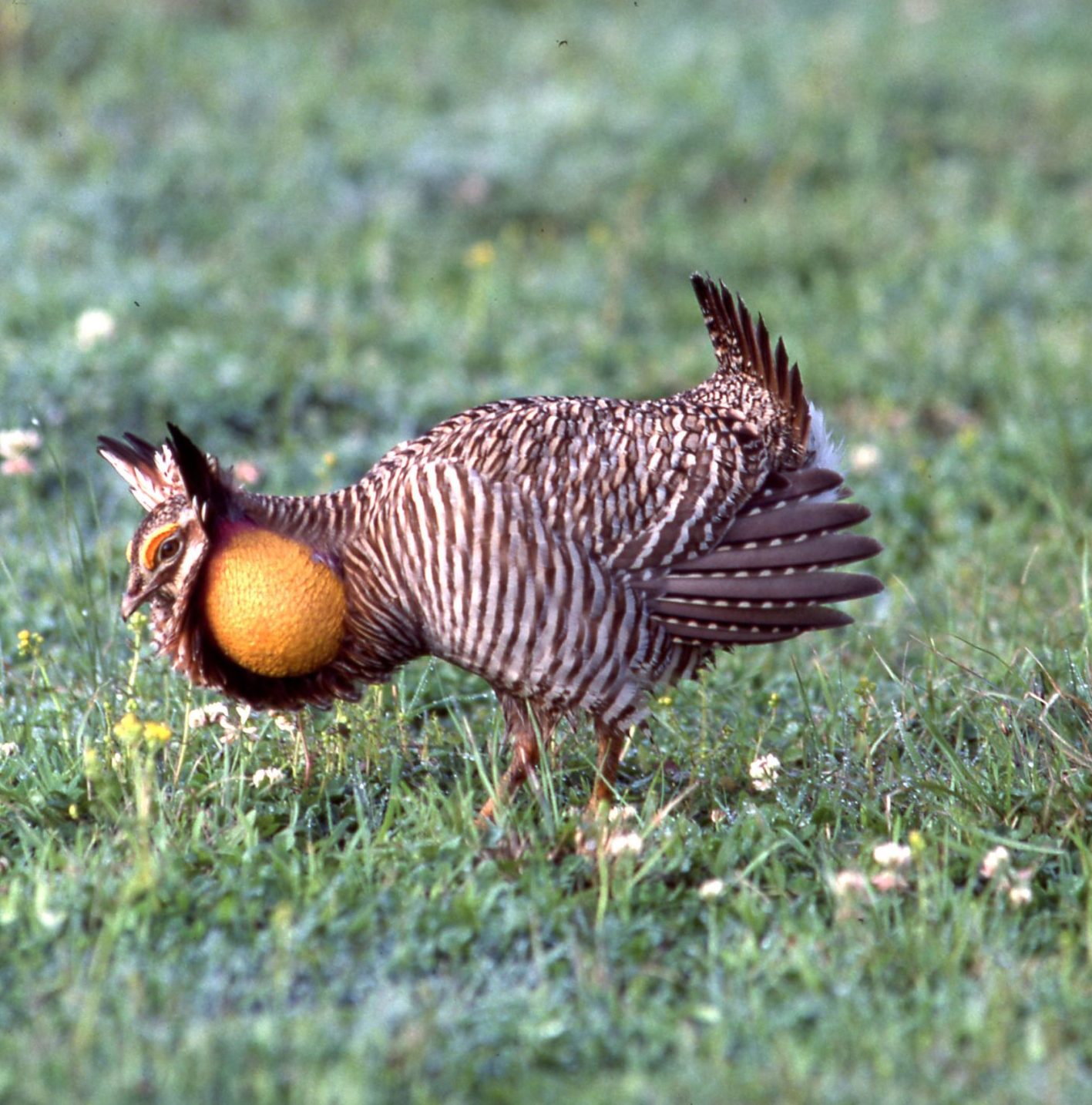 A small brown chicken with a round orange sac on the side of its face in a field