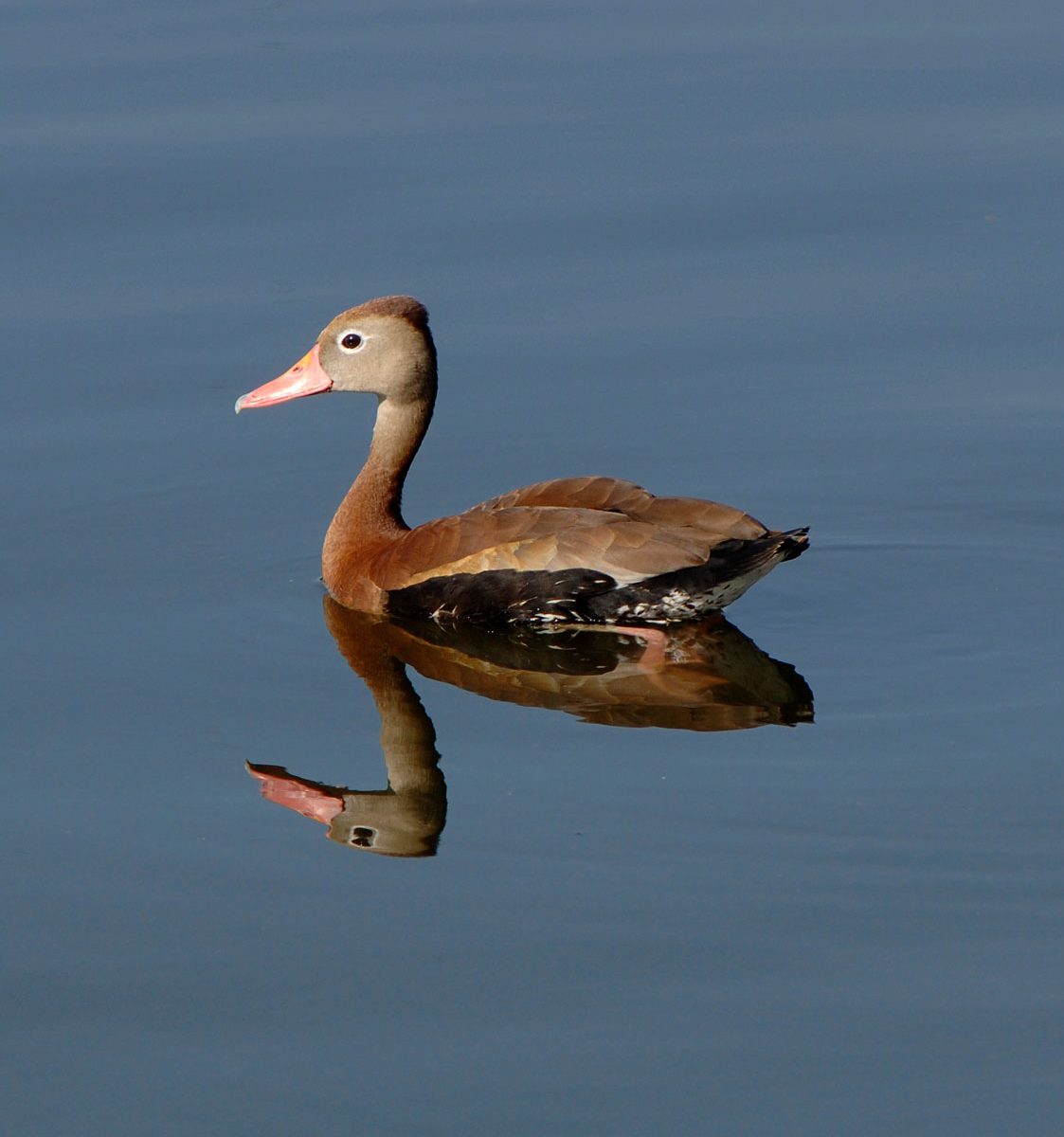 A brown duck with a pinky orange beak in water