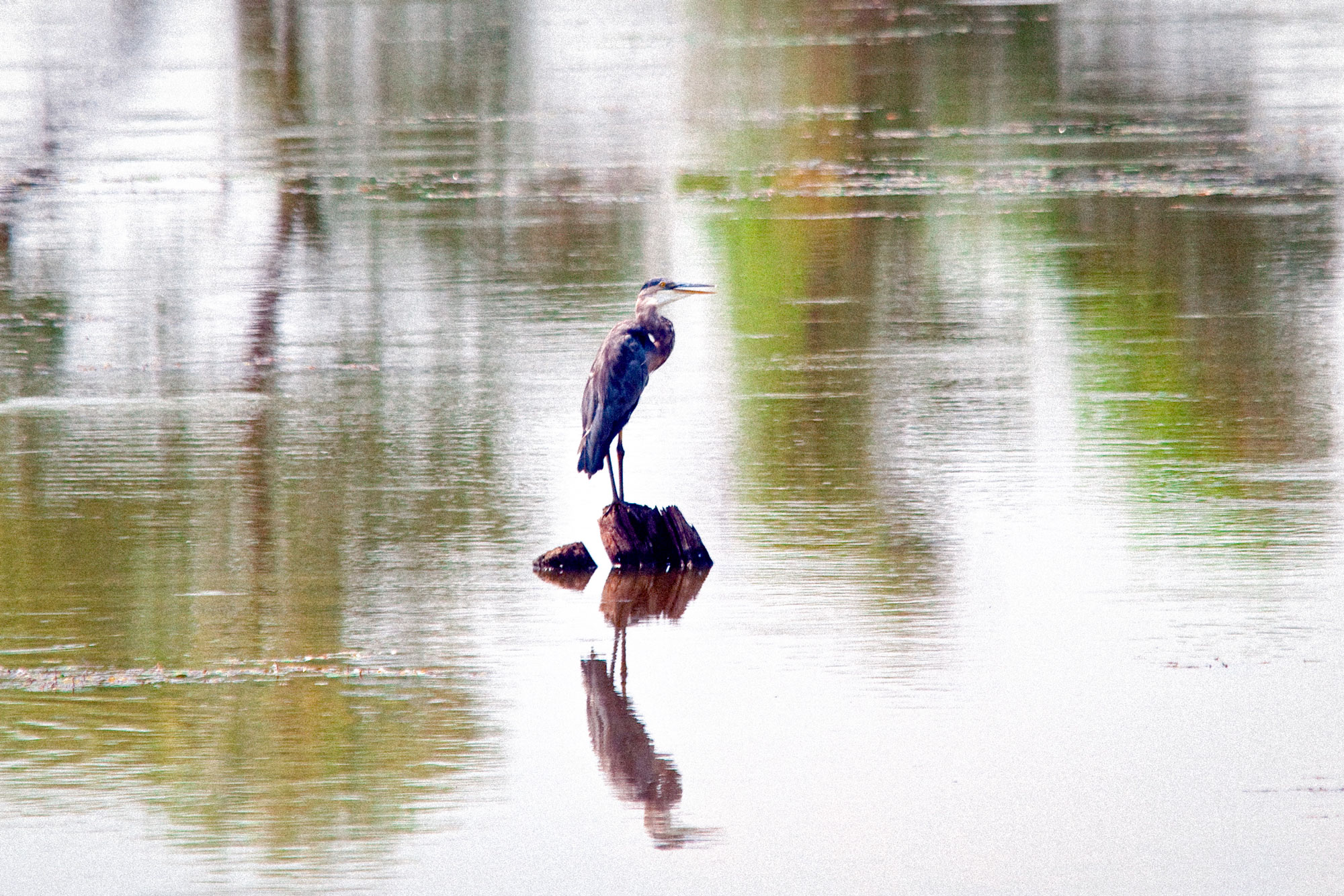 A heron stands in water