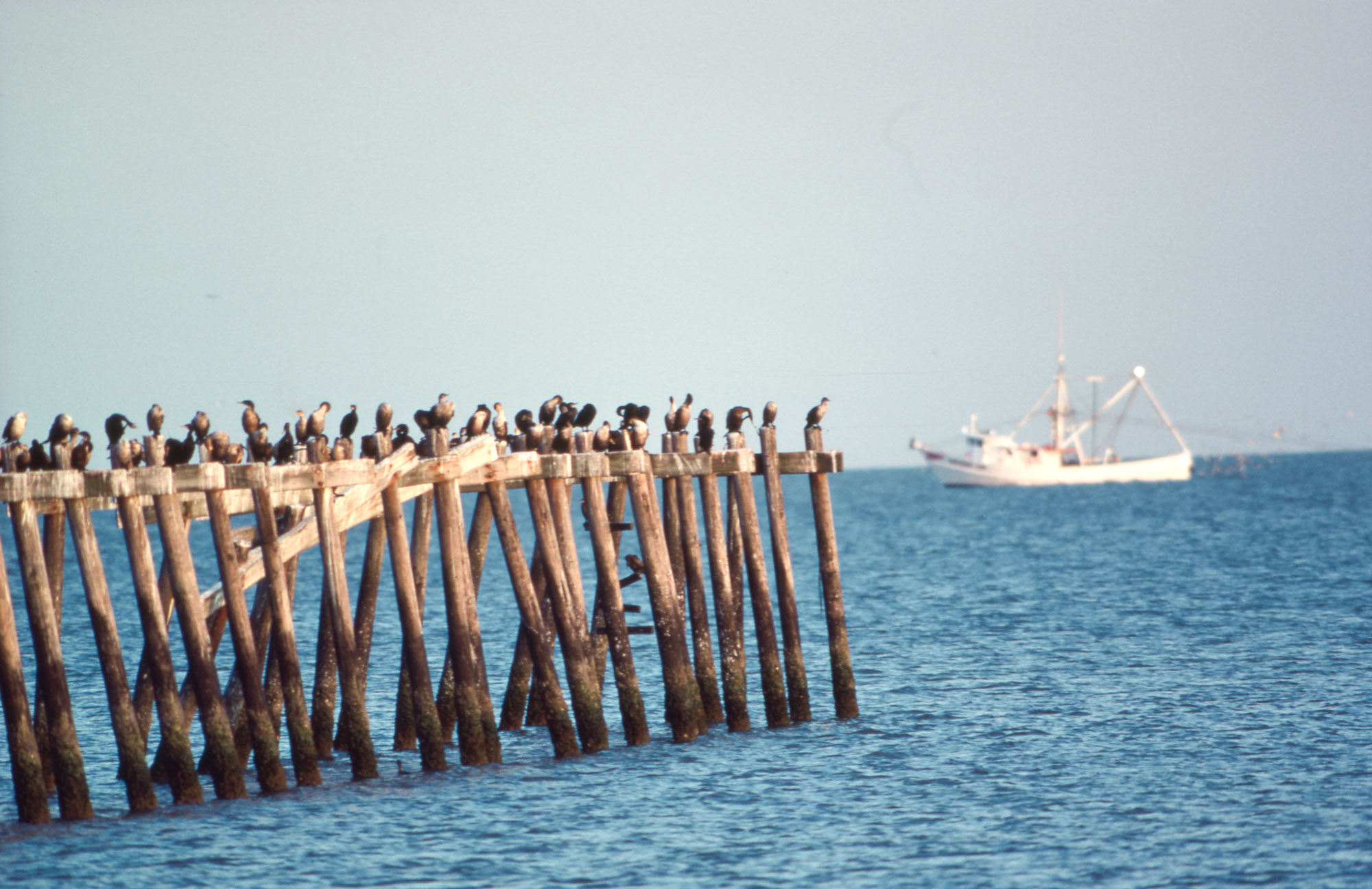 A flock of shorebirds gather on a pier on the ocean. A white boat passes by in the background