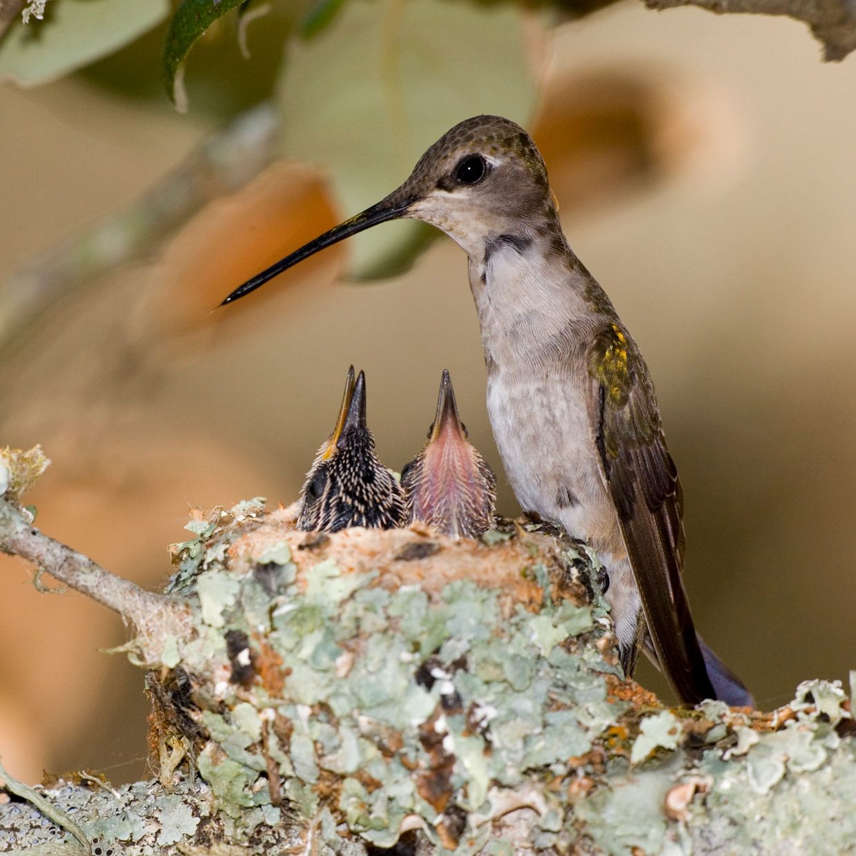 A hummingbird stands next to a nest with two baby hummingbirds
