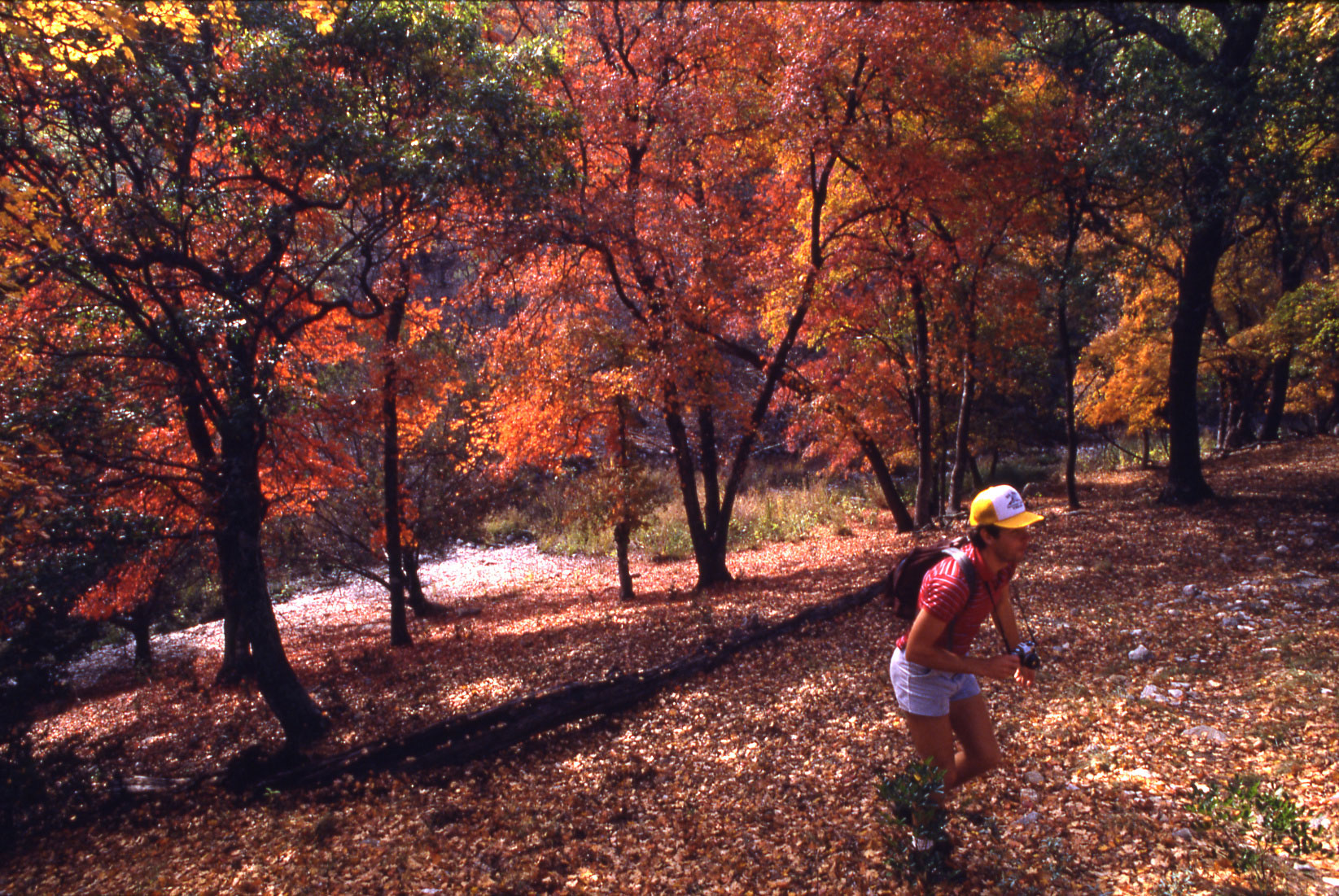 A man wearing a camera walks through an autumnal forest
