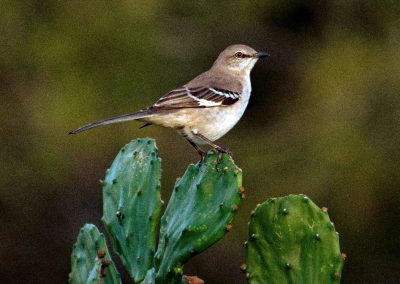 Texas Spring Brings a Bounty of Birds