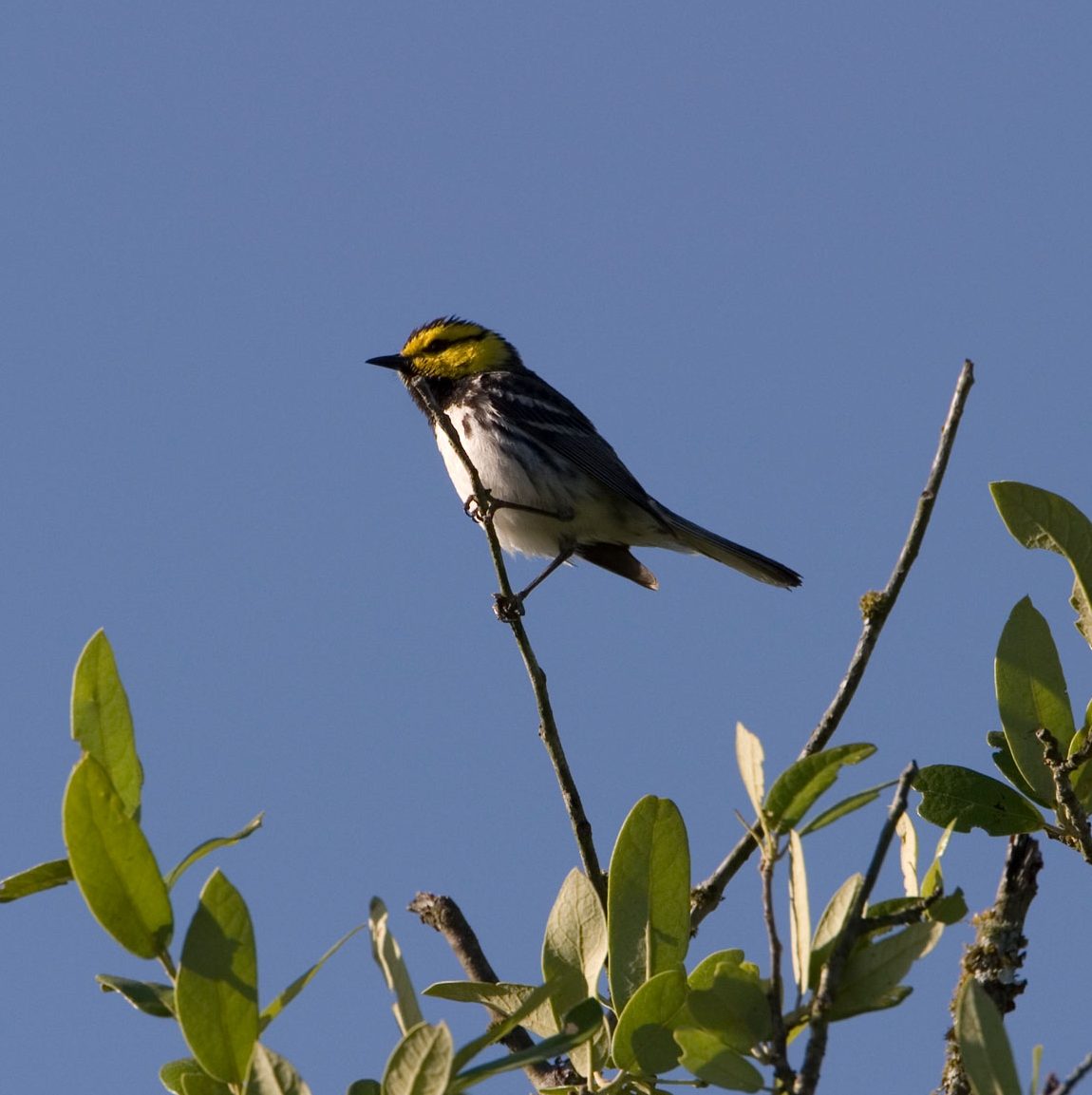 A small bird with a yellow face perches on a branch