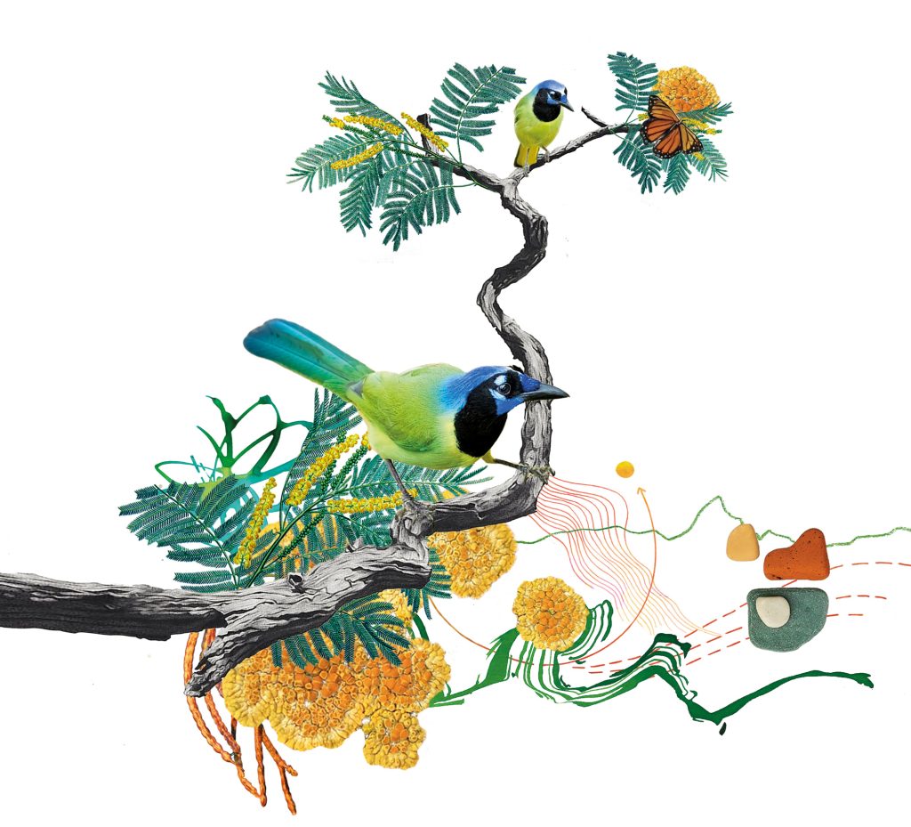An illustration of two green jay birds on a branch and a butterfly with leaves and flowers