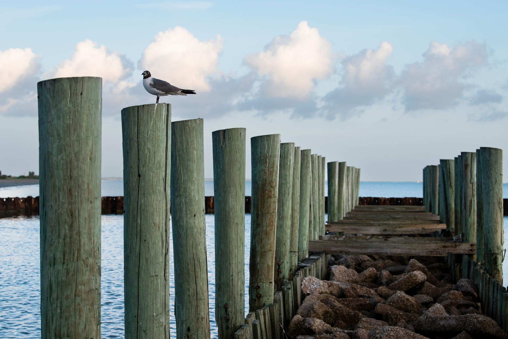 A bird on a wooden post lining a walkway out into the water