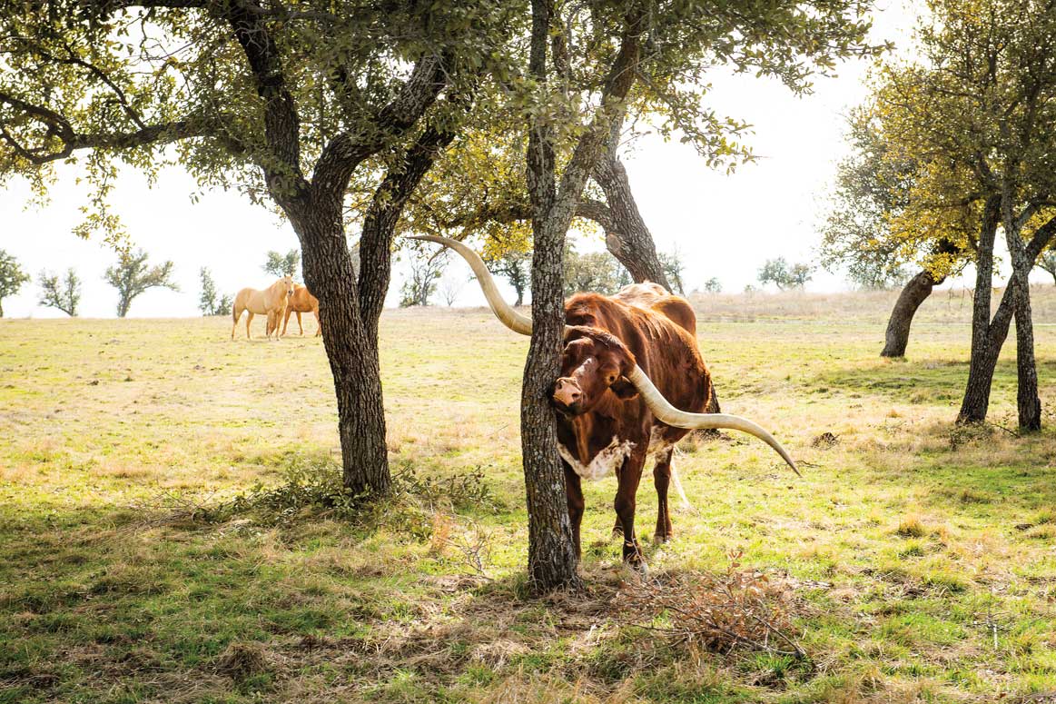 An orange longhorn rubs against a tree in a green pasture