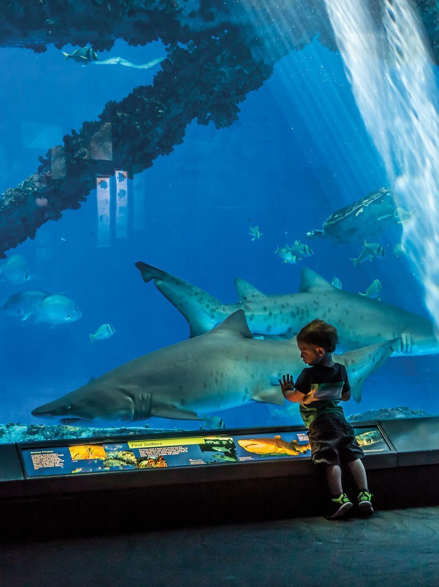A small boy presses his hands against the glass of an aquarium filled with sharks