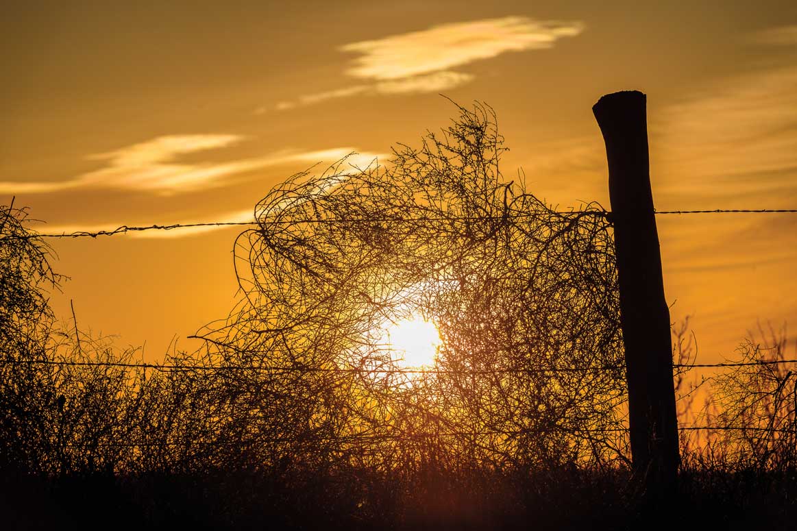 A silhouette of a tumbleweed and a barbed wire fence in a sunset