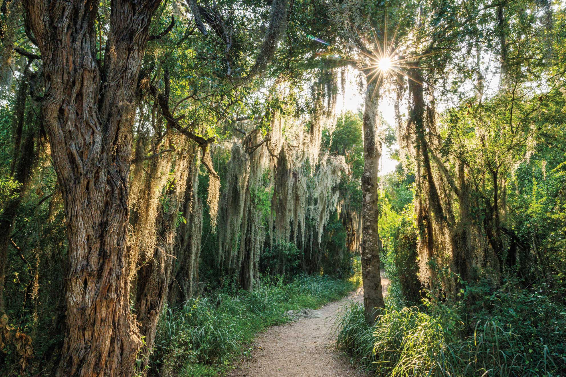 A lush green forest illuminated by sunlight
