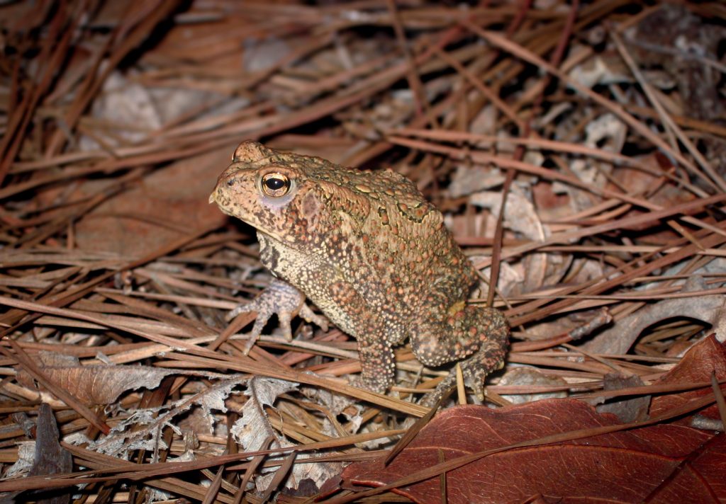 A brown toad amid sticks and leaves on the ground