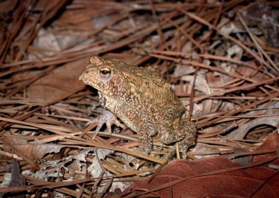 The Expanding Effort to Protect the Endangered Houston Toad