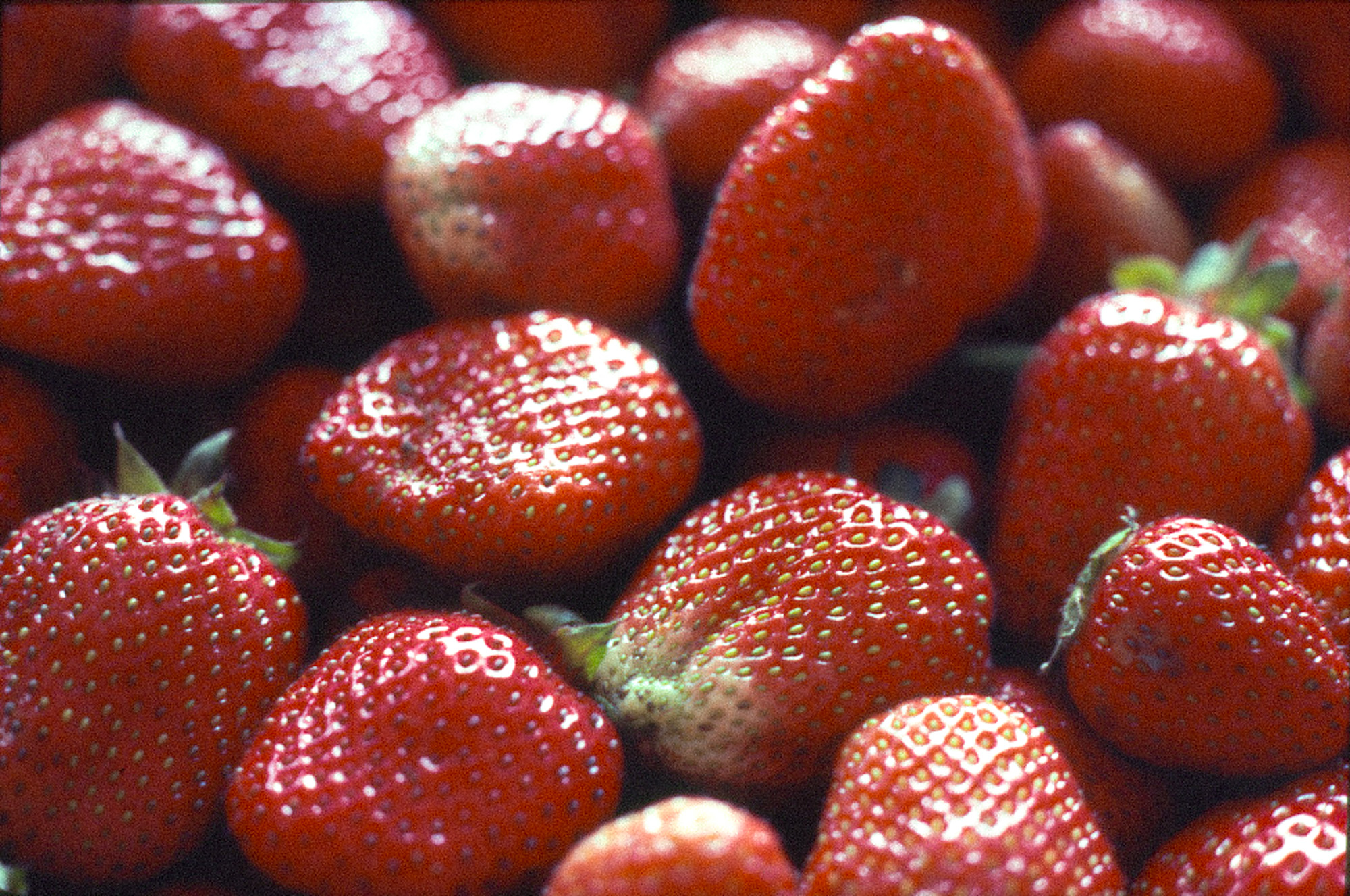 A bushel of bright red strawberries