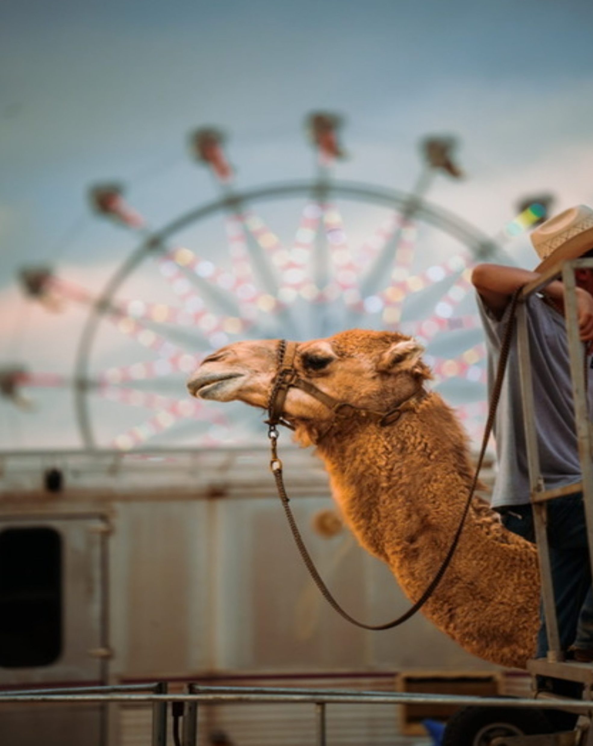 A camel poking his head out of a wagon in front of a ferris wheel