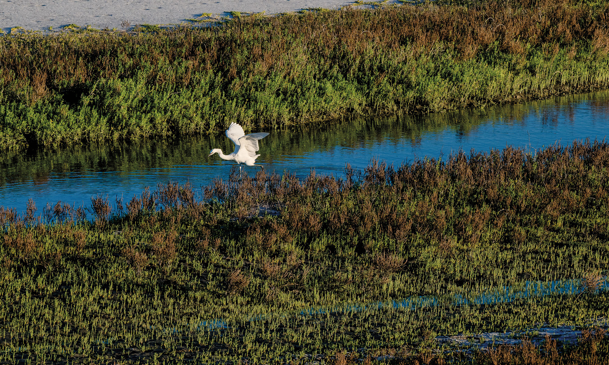 A bird walking in the water in a wetlands preserve