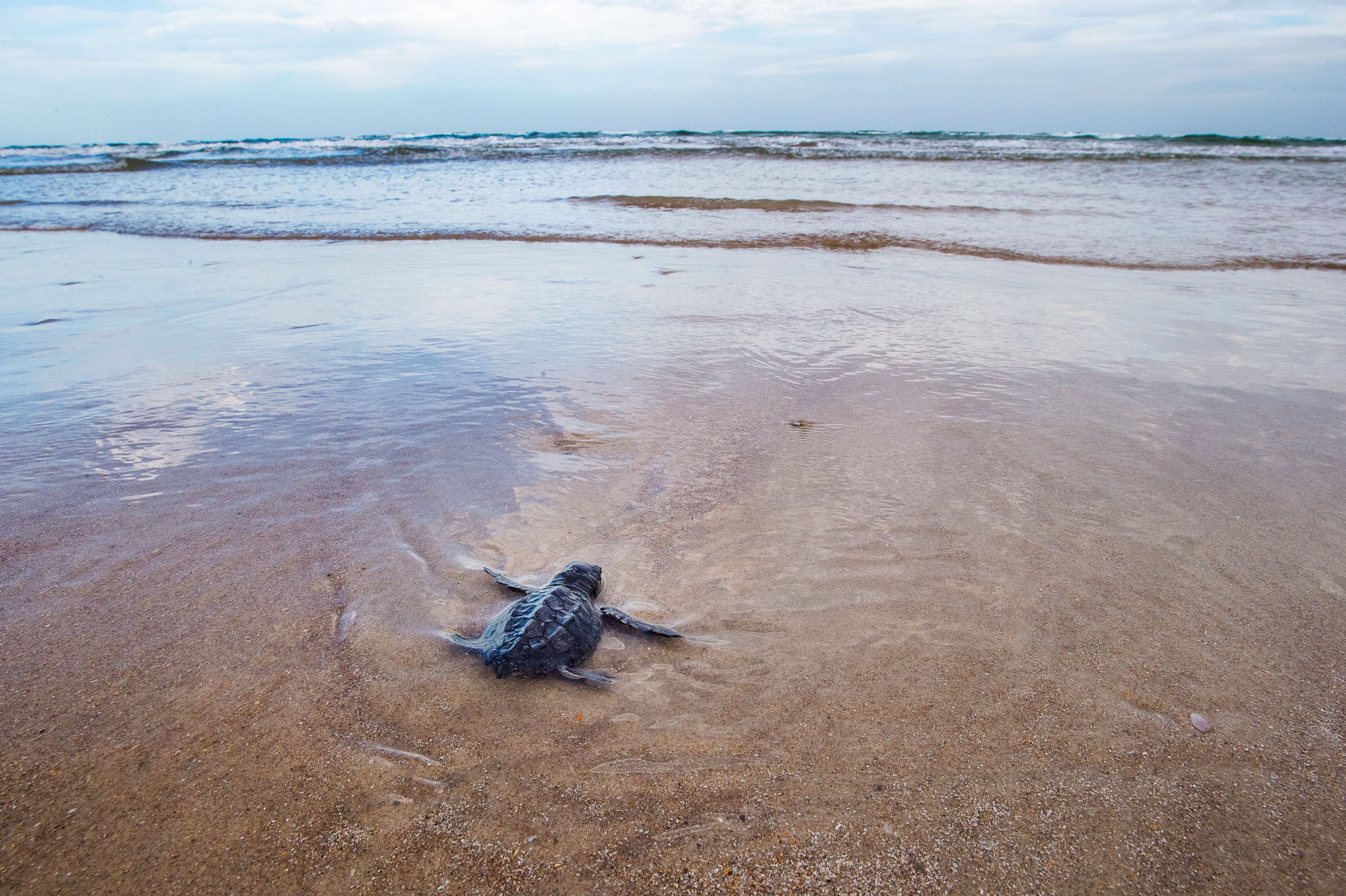 A turtle in shallow water on a beach during low tide