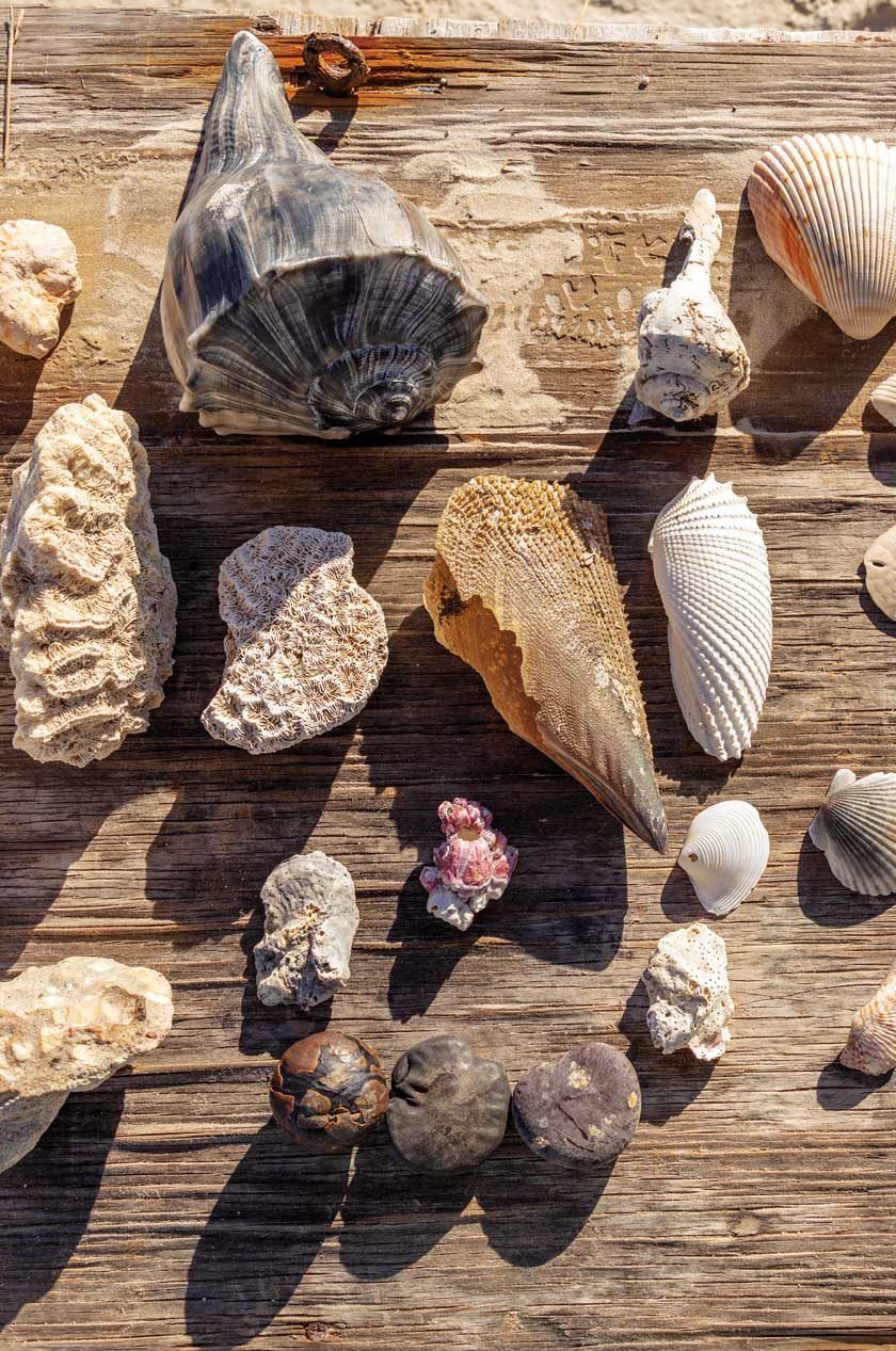 Several seashells of varying colors, sizes, and types spread out on a wooden table