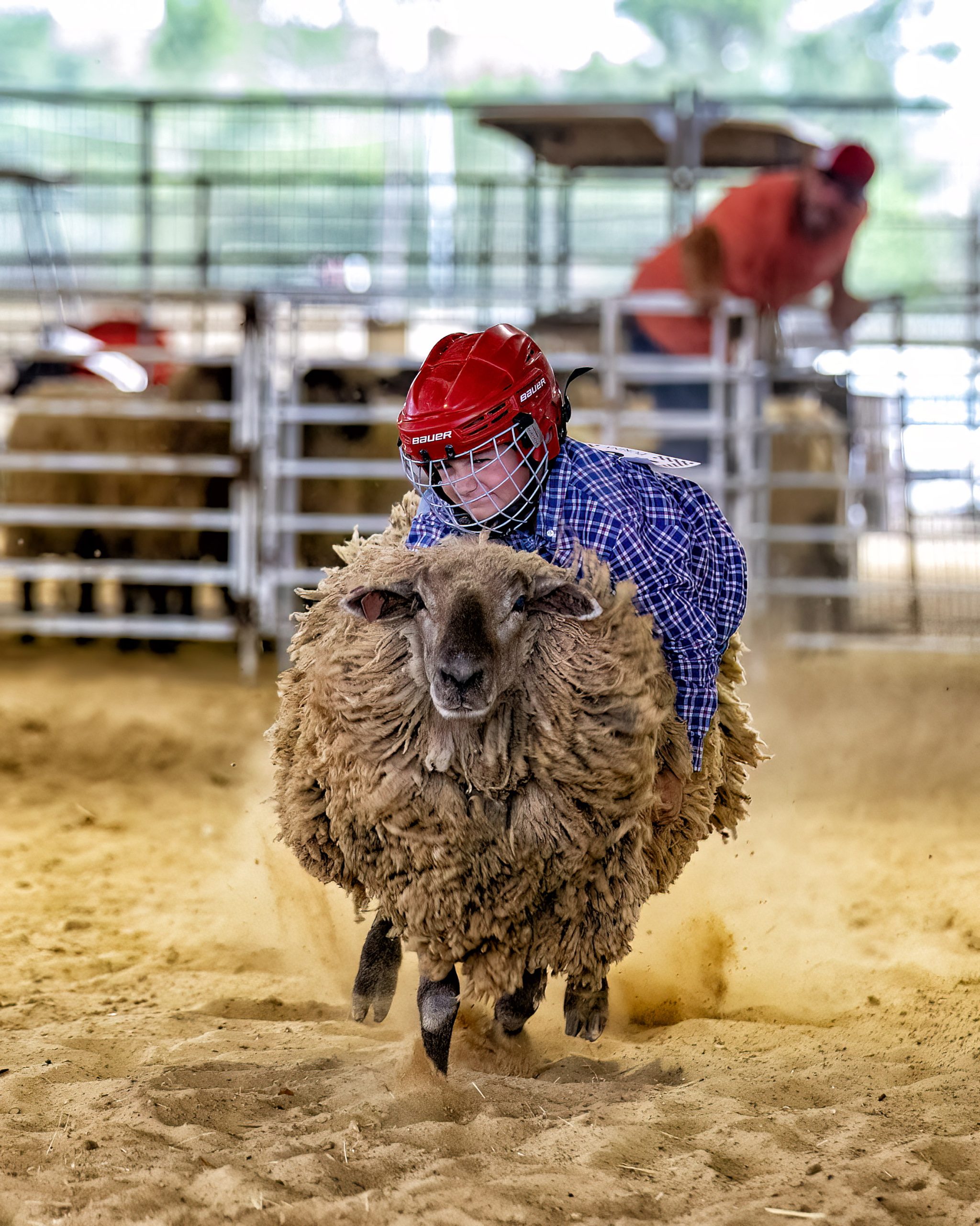 A child with a red helmet riding a sheep