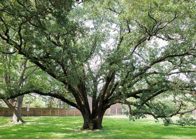 Documenting Black History Through Historic Texas Trees